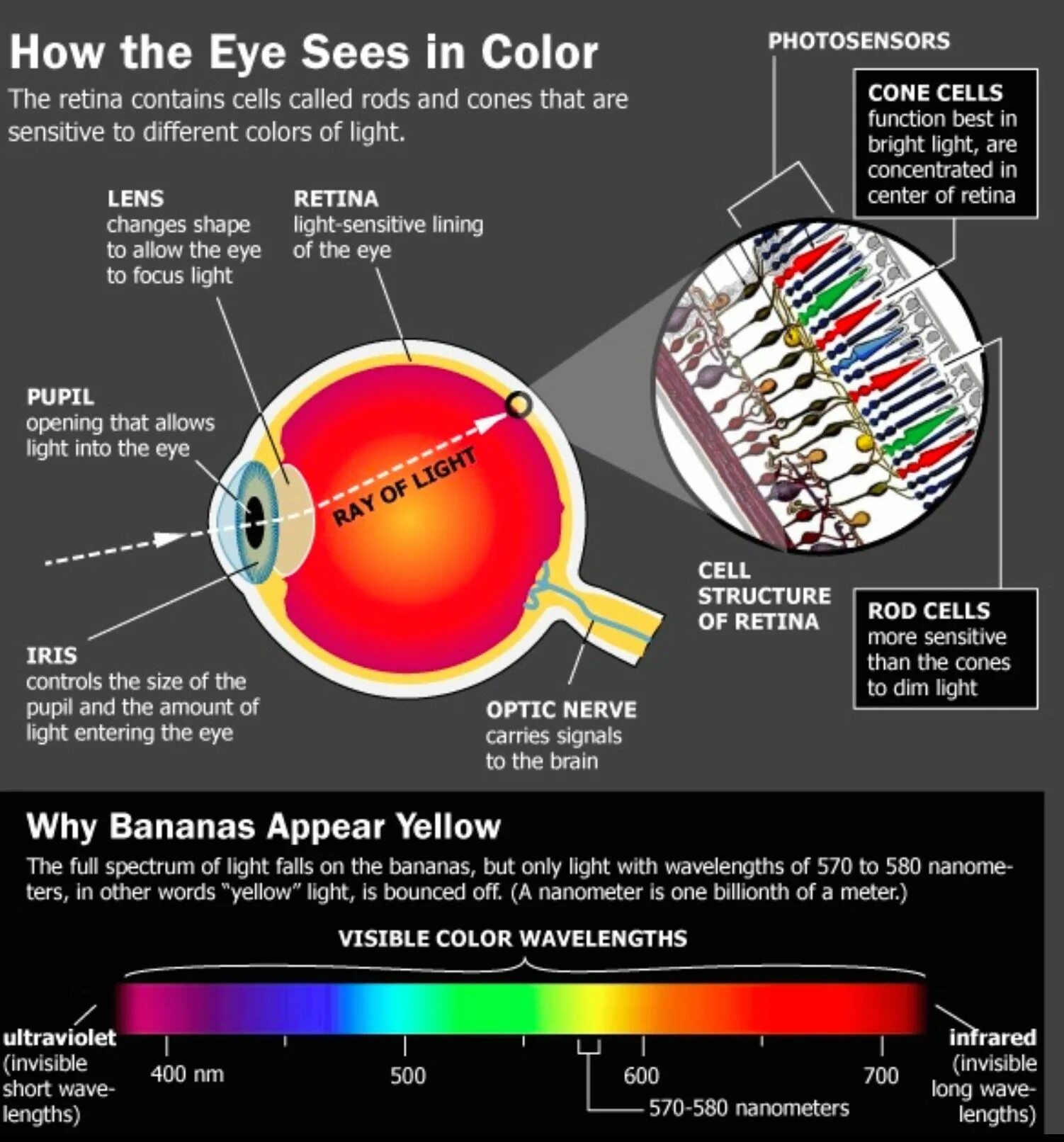 Cell contains. Анатомия цвета. Оптика интересные факты. Eye structure. Retina Rods and Cones.