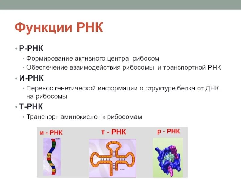 Переносит наследственную информацию