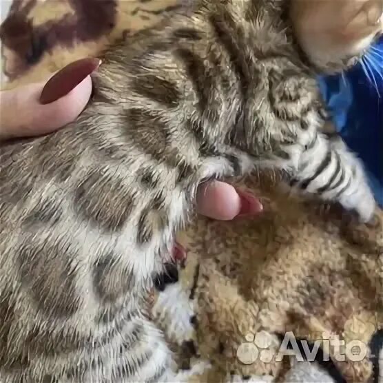 Цены на шампунь для бенгальских котят. Котенка в коврове. Авито кошки. Дымчатый трехшерстный котенок. Котенка в коврове.