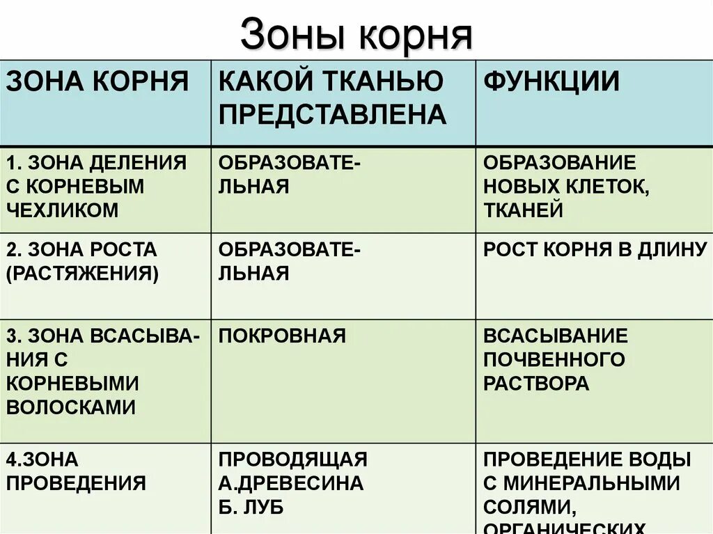 Зоны корня ткани функции