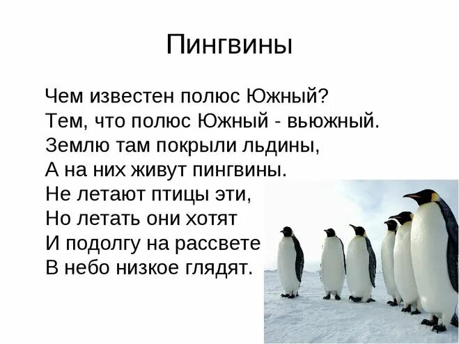 Где живёт Пингвин?. На каком полюсе живут пингвины. Пингвины живут. Где не живут пингвины. Рассказы про пингвинов для детей