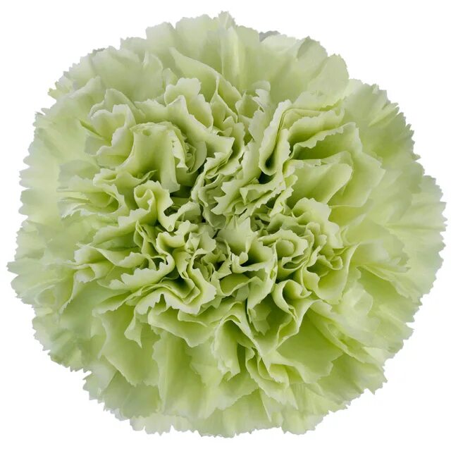 Captivating Carnation 'CFPC Jade' Beautiful Flower Image