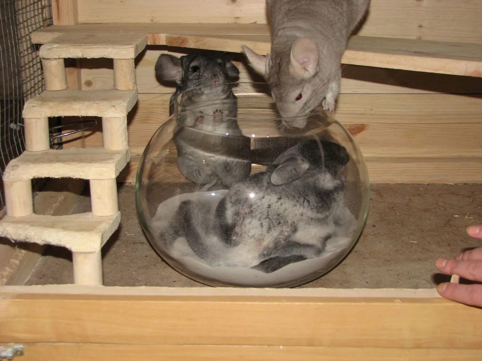 Условия для шиншиллы. Керамическая купалка для шиншиллы Chinchilla Bath. Игрушки для шиншиллы в клетку. Аквариум для шиншиллы. Домик для шиншиллы.