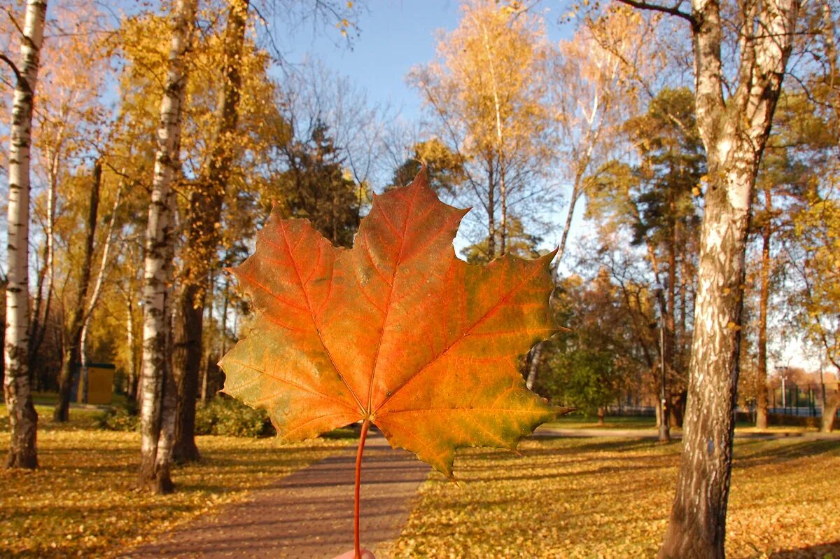 школьники посадили 4 липы. составить выражение для решения задачи. в парке 6 кленов их. дет посадили 7 лип и 4 клена сколько всего. в парке 6 кленов их.