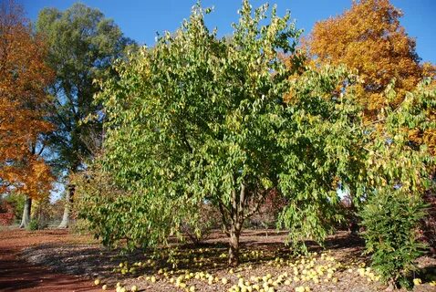 Pomifera maclura