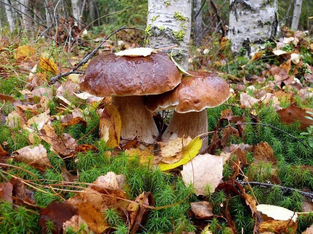 Хороша грибами время года. Грибы в лесу. Осенние грибы. Осенний грибной лес. Осень грибы.