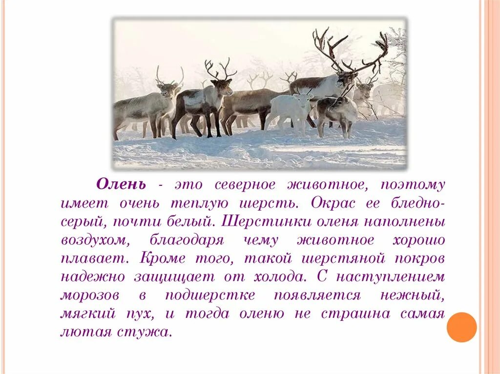 Текст о олене. Северный олень энциклопедия для детей. Рассказ про Северного оленя. Северный олень презентация. Северный олень доклад.