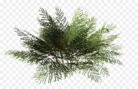 Bush plant