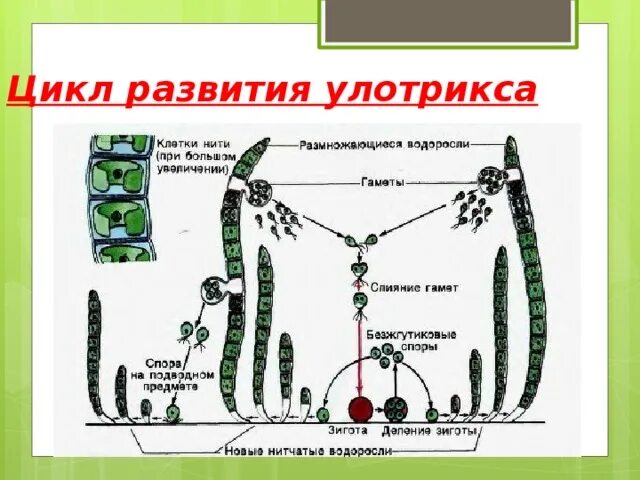 Гаметофит улотрикса. Цикл жизни улотрикса. цикл водоросли улотрик. жизненный цикл цикл улотрикса. улотрикс жизненный цикл.