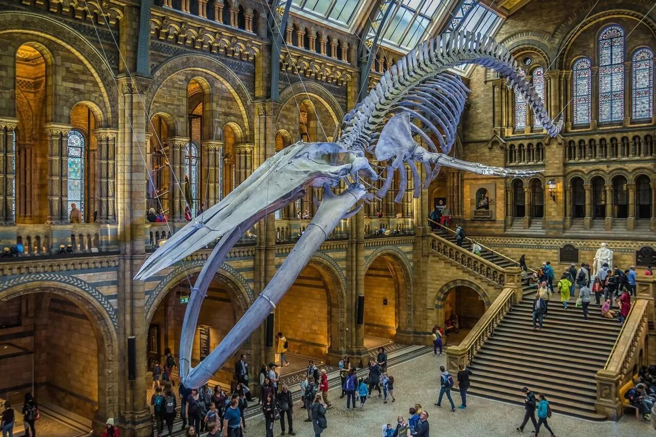 Музей естествознания (natural History Museum). Музей Лондона Museum of London. Натурал хистори музей Лондон. Музей natural History в Лондоне.