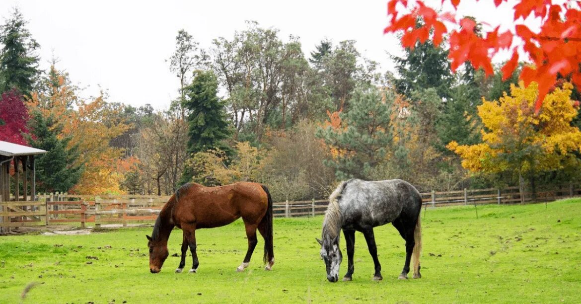 Horses fall. Лошадь осень. Инфекционный энцефаломиелит лошадей.