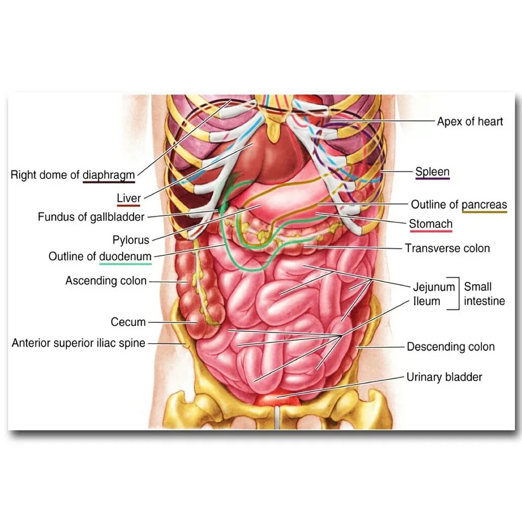 Анатомия внутренних органов женщины фото. Анатомия человека. Строение живота. Анатомия внутренних органов живота. Расположение органов в животе человека.