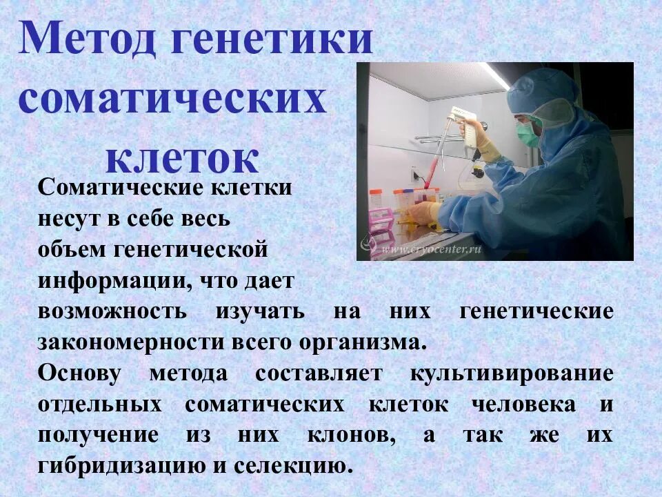 Методы исследования изменчивости. Метод генетики соматических клеток человека. генетика соматических клеток метод. основные задачи и возможности метода генетики соматических клеток. методы культивирования соматических клеток.