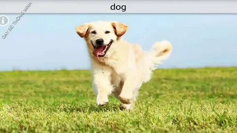 Hund
