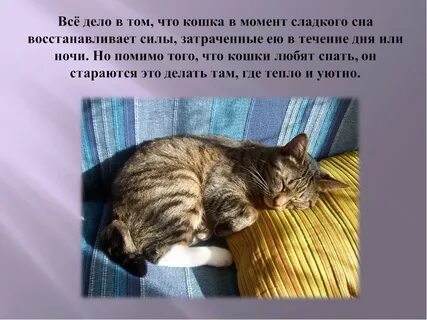Кошка громко мурлыкает