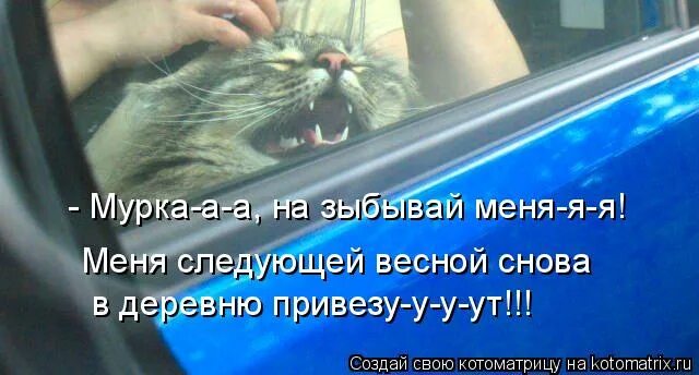 фразы каджитов. песня меня кастрировали. призыв к стерилизации. песня меня кастрировали. цмок кот.
