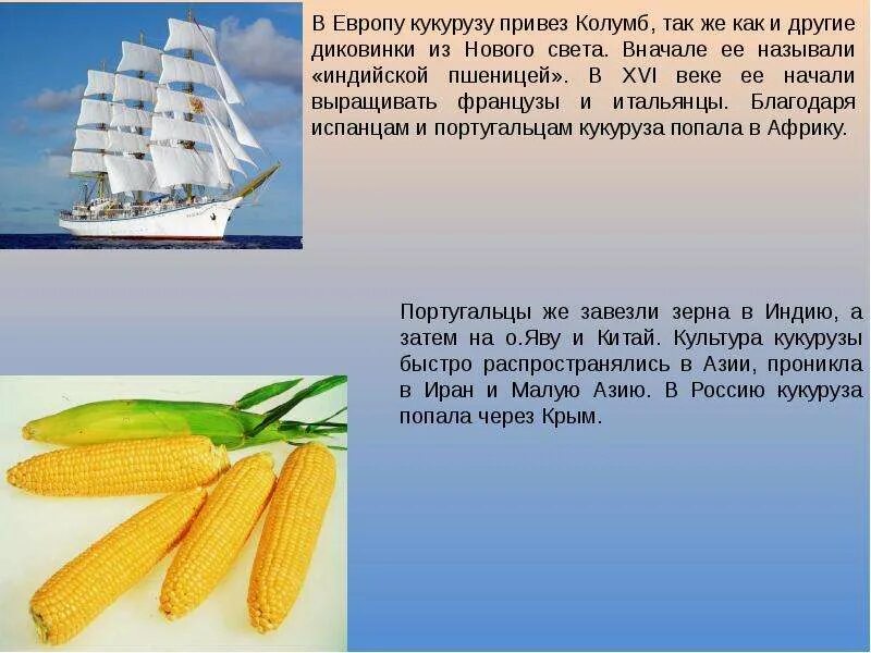 Какой продукт появился в индии благодаря колумбу. Классификация кукурузы. Колумб и кукуруза. Появление кукурузы в Европе.