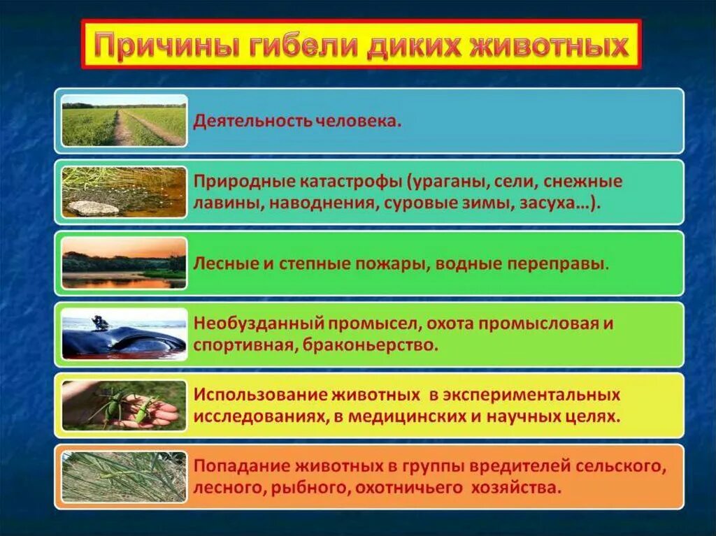 Какие причины гибели. Причины гибели животных. причины уничтожения животных. причина смерти животных из красной книги. причины гибели животных и растений.