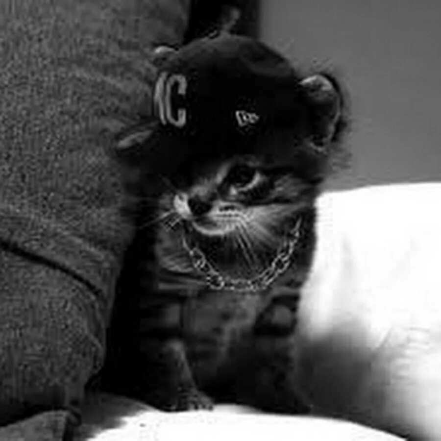 Кот репер. Кот репр. котик репер. коты рэперы. кот рэпер арт.