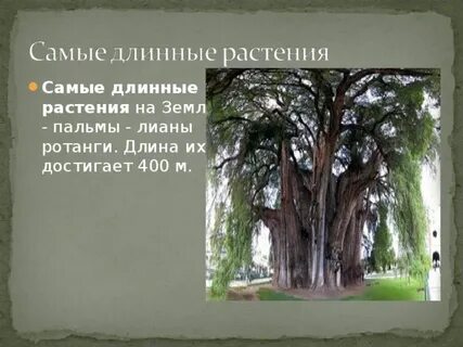 Какое растение самое высокое на земле