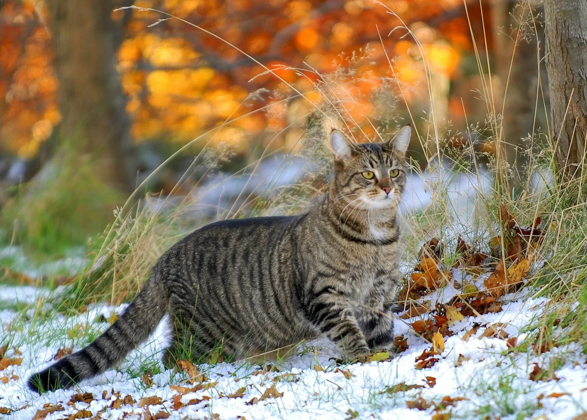 Осень и зиму корчагин не любил они. Кот осень. Кошка на природе. Кошка в лесу.