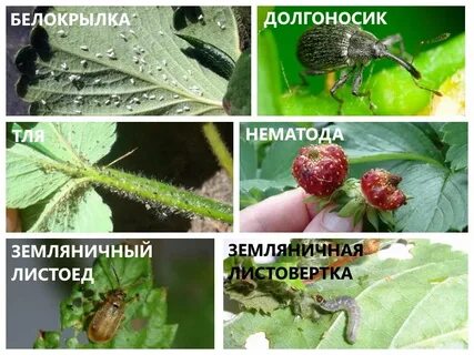 Способы борьбы с вредителями клубники