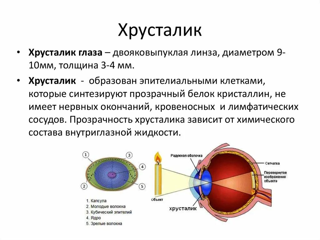 Хрусталик глаза человека является