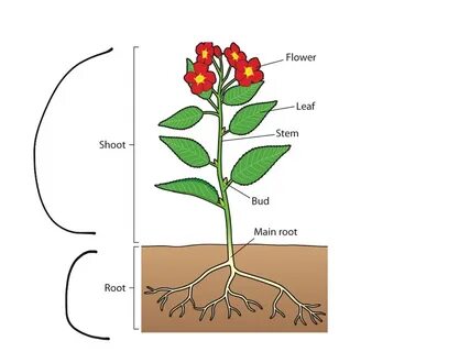 Plant structure