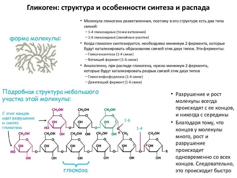 1 гликоген относится к. Гликоген строение химия. Строение и биологическая роль гликогена. Строение гликогена биохимия. Строение гликогена формула.