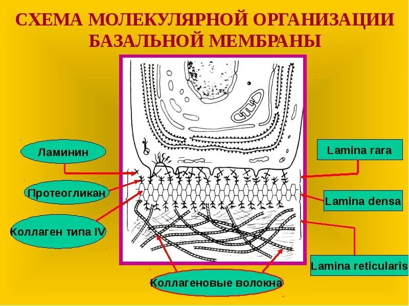 Базальная мембрана эпителия. Строение базальной мембраны эпителия. Взаимодействие клетки с базальной мембраной. Функции базальной мембраны. Наличие базальной мембраны.