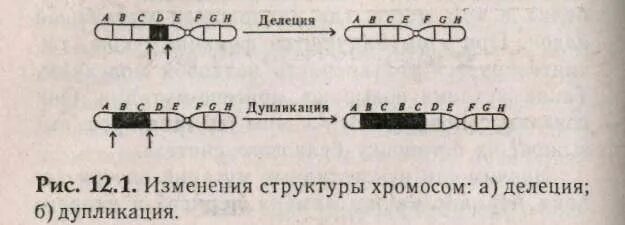 Дупликация хромосом. Хромосомные дупликации. Делеция хромосомы. Делеция дупликация. Поворот хромосом на 180 градусов