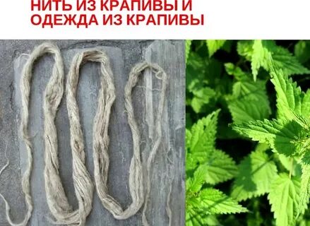 Лен крапива