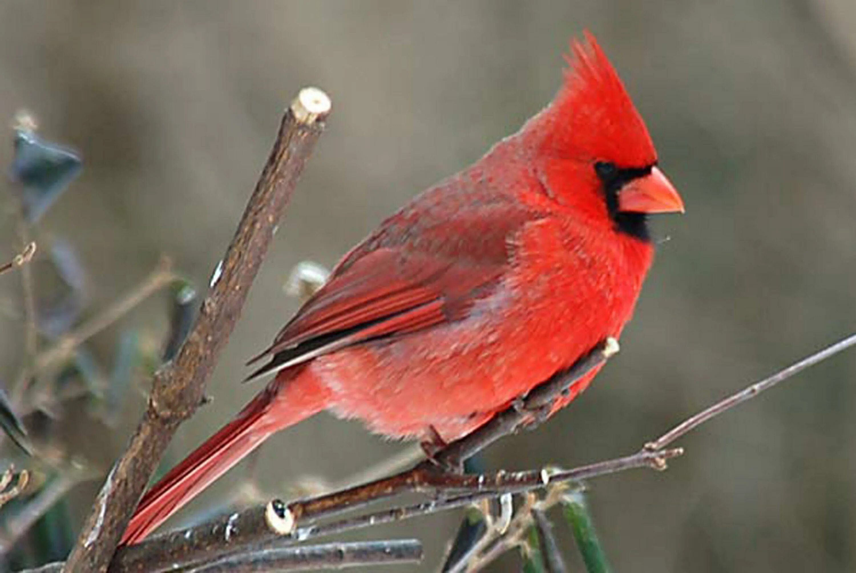 Птица с красным гребешком. Зеленый кардинал. Джессика кардинал. Красноклювый кардинал. Кардиналы 7 букв.