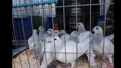 Рынок голубей в москве