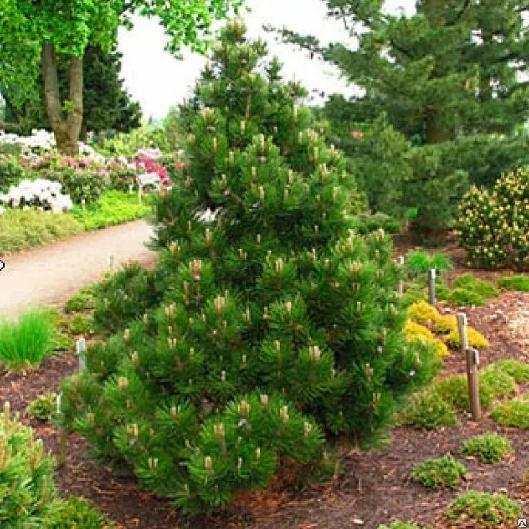 Pinus heldreichii