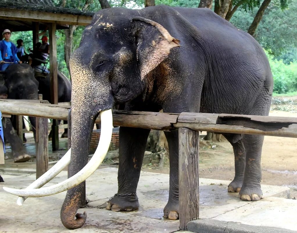 пожилой слон. тощий слон. огромный слон. слоник старый. слоник старый.