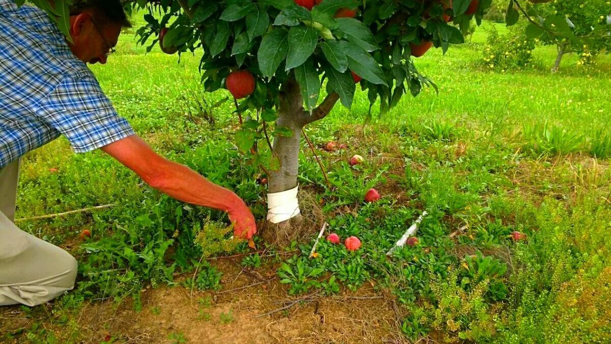 Уход за яблонями после. Укоренение черенков яблони. Дерево манго саженцы. Подкормка деревьев в саду. Саженцы фруктовых деревьев.