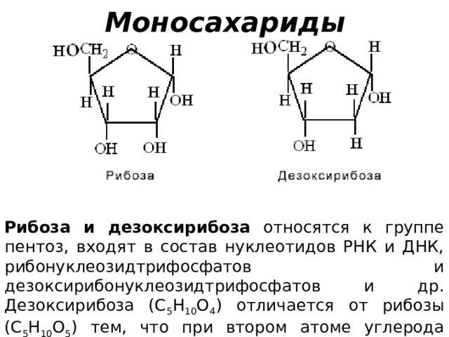 Циклические формы рибозы и дезоксирибозы. В состав входит пентоза рибоза. В состав нуклеотида днк входит. Днк пентоза нуклеотид. Дезоксирибоза моносахарид.