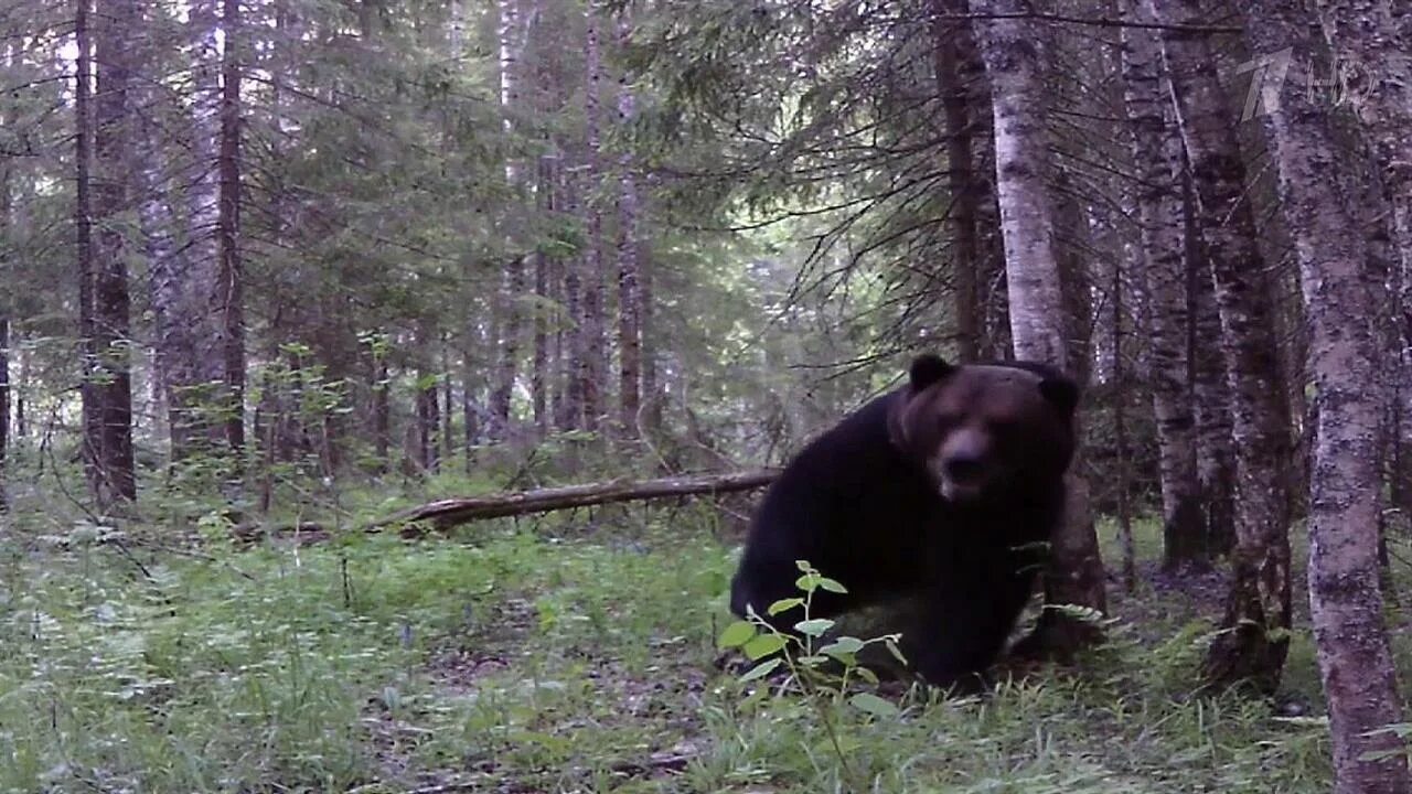 Собака привела медведей к хозяину. Медведь в лесу. Медведь Россия.