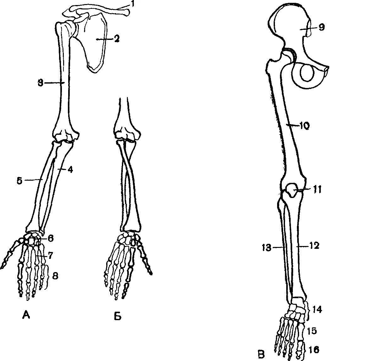 Строение конечностей рисунок. Рис 24 скелет верхней конечности. Кости верхней конечности строение. Скелет верхней конечности анатомия. Скелет верхних конечностей плечевая кость.