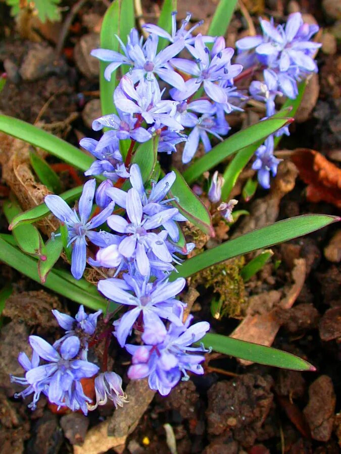 Сцилла цветок купить. Пролеска двулистная. Bifolia Сцилла. Пролеска Сцилла. Пролеска двулистная (Scilla bifolia) 'rosea'..