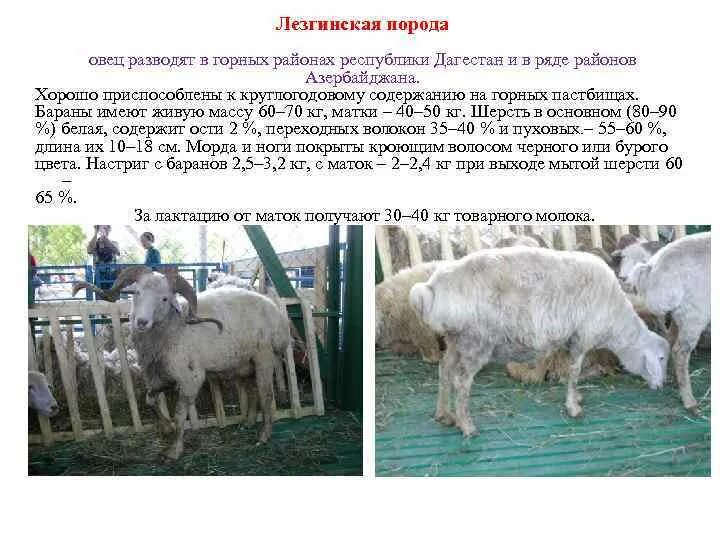 Лезгинская порода овец характеристика. Районы разведения овец. Главные районы разведения овец. Бараны лезгинская порода. Сколько вес барана