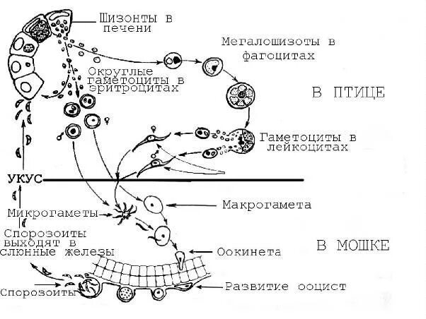 Макрогаметоцит это в паразитологии
