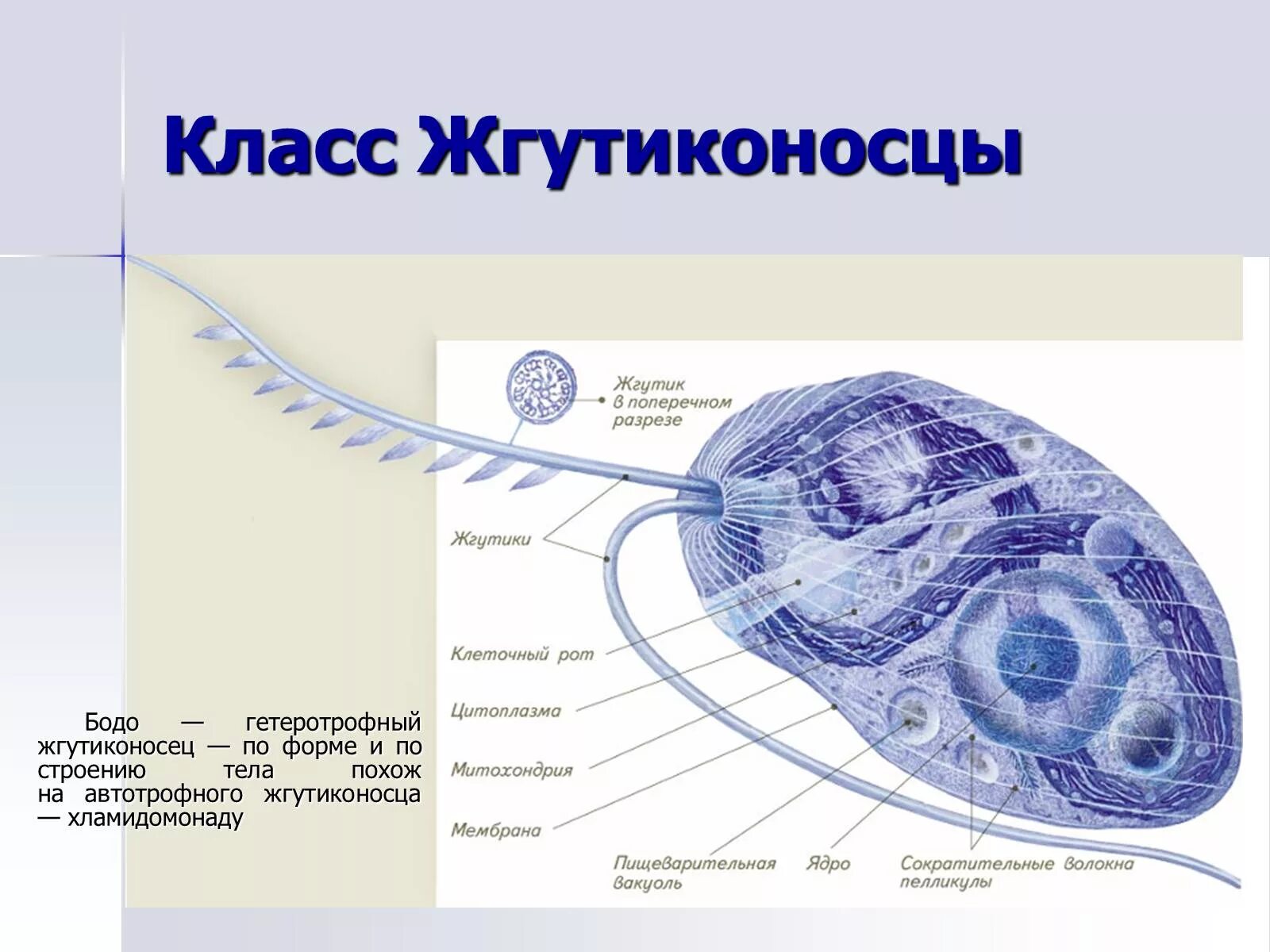 Строение жгутиконосца Бодо. Строение одноклеточного Бодо. Строение Бодо класс жгутиконосцы. Бодо простейшие организмы строение. Харчи бодо бодо