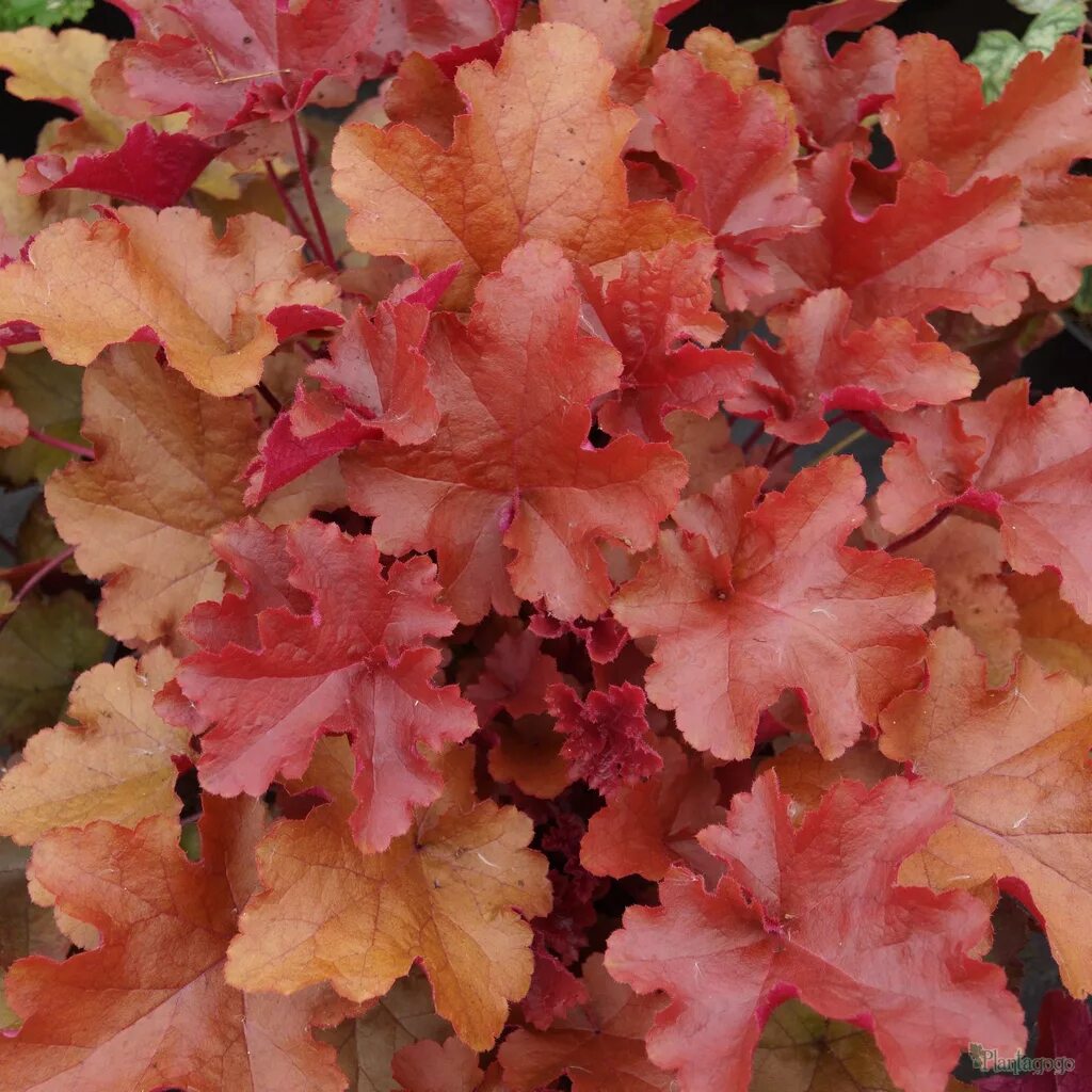 Гейхера аутумн ливс. Гейхера autumn leaves. Гейхера отэм ливс. Гейхера аутумн леавес. Гейхера отумн ливс.
