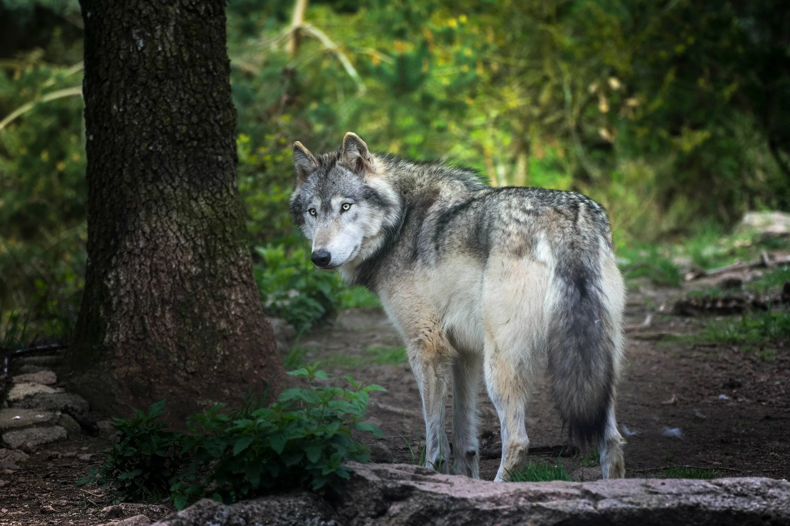 Манитобский волк. Волк серый обыкновенный. «Серый волк» (Сары Буре). Очковый волк.