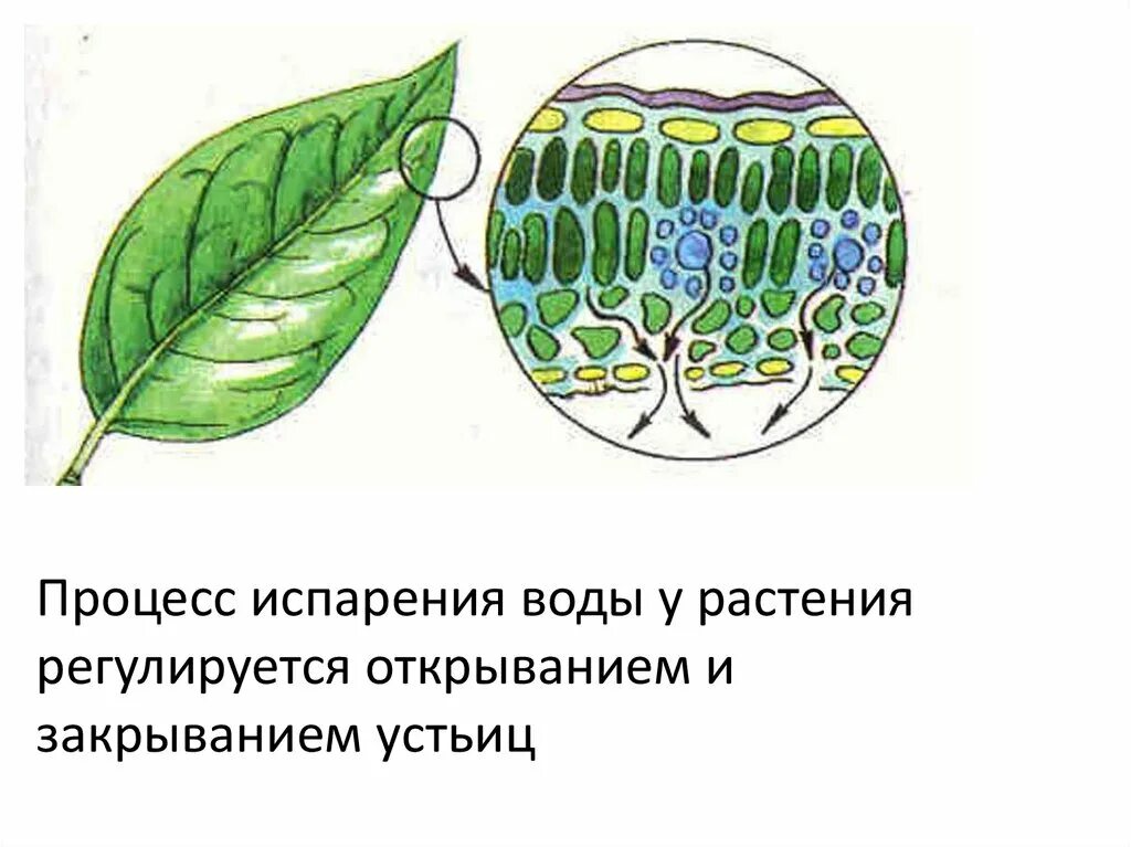 Устьица транспирация. Транспирация устьица. Транспирация листьев устьица. Кутикулярная транспирация. Транспирация листьев у растений.