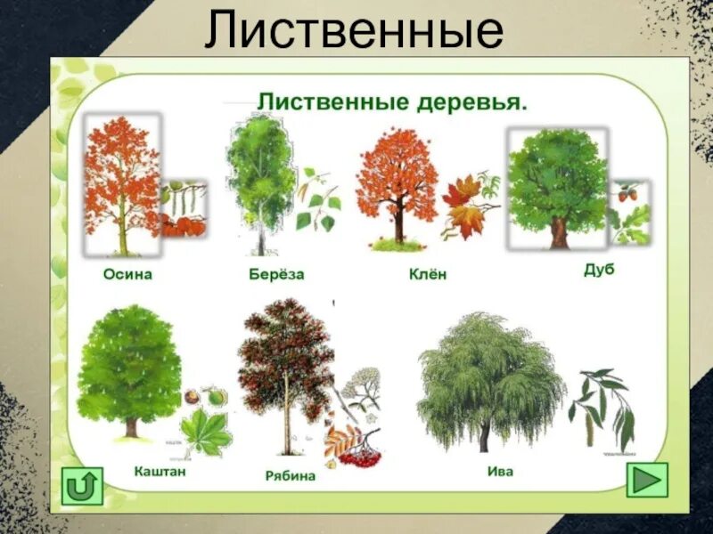 Названия двух деревьев. Лиственные деревья. лиственные деревья названия. лиственные деревья для детей. лиственные деревья россии.