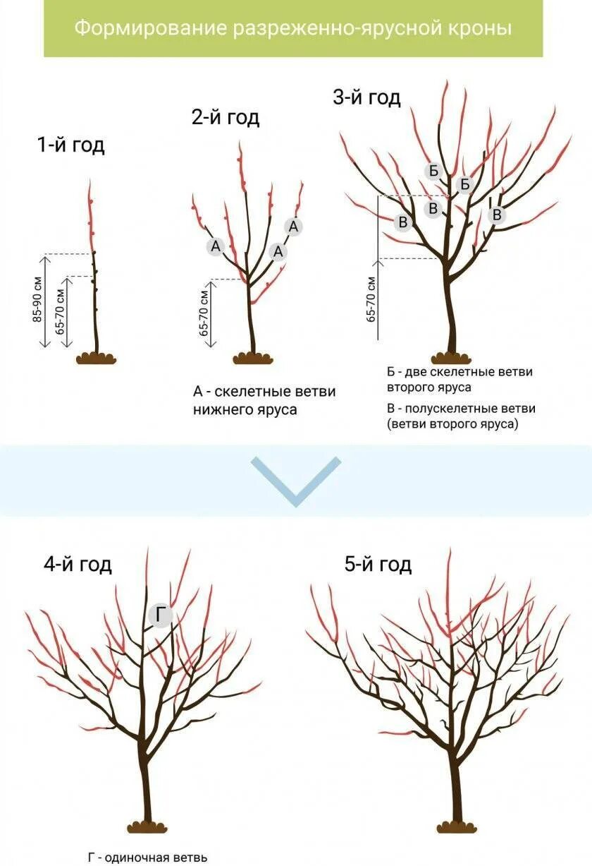 Обрезка черешни когда и как правильно. Подрезка яблонь весной схема. Разреженно ярусная формировка черешни. Формировка яблони разреженно ярусная. Схема обрезания плодовых деревьев.