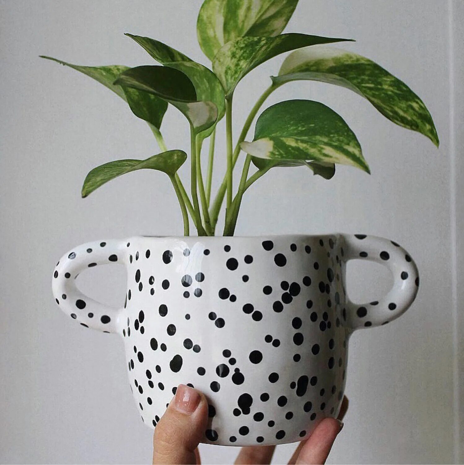 м4348 контейнер "горошек" 7л. горшок триумф 1,2л. горох пророщенный в горшке. горошек 1л. горшок цв.